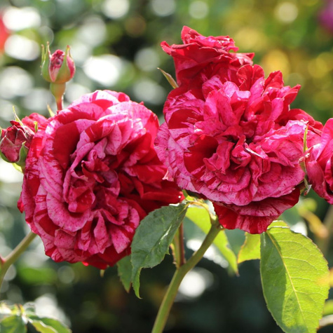 Róża wielkokwiatowa Best Impression pstra balot