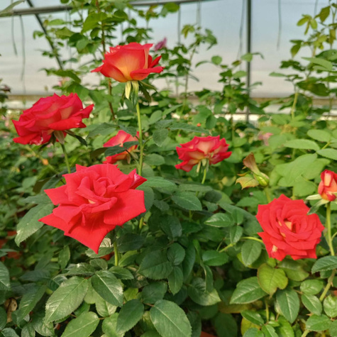 Róża wielkokwiatowa dwubarwna Czerwono Kremowa Bicolette w balocie