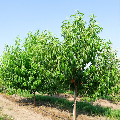 Brzoskwinia Favorita Morettini Start Pack