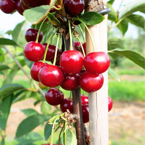 Wiśnia Nana Start Pack