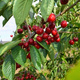 Czereśnia Christiana niezawodna odmiana Plant Pack 