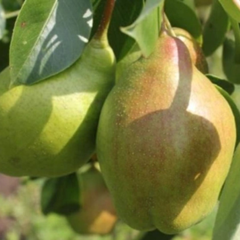 Grusza Lipcówka w doniczce