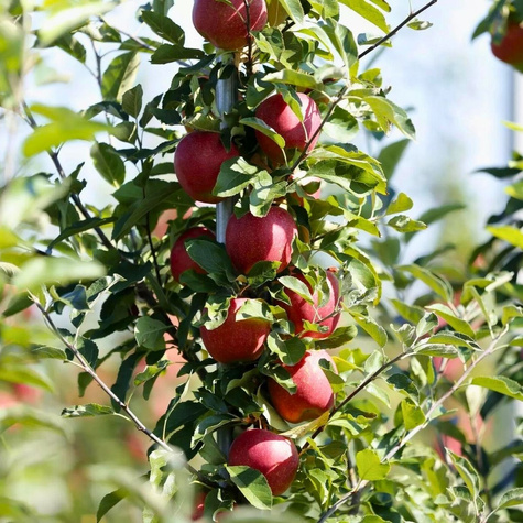 Jabłoń kolumnowa Cordon START PACK
