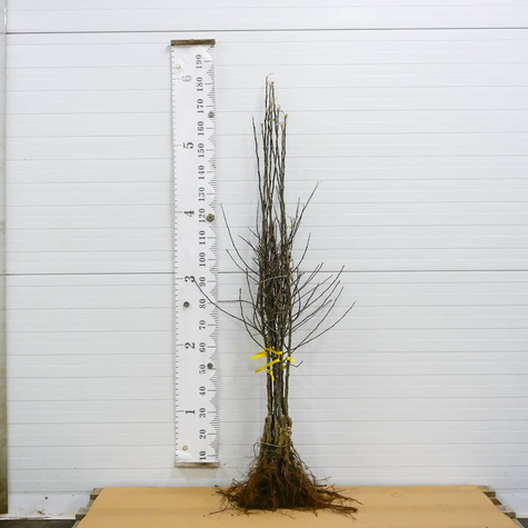 Jabłoń typu Adams Apple PLANT PACK