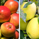 Duo Jabłoń Antonówka + Koksa pomarańczowa Plant Pack