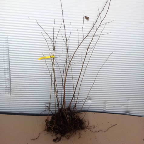 Brzoza brodawkowata Plant Pack