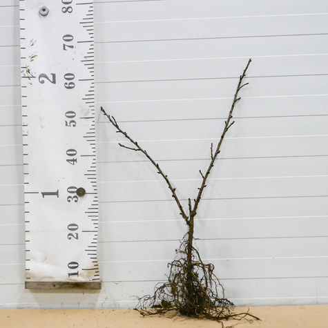 Agrest czerwony Spine Free w balocie