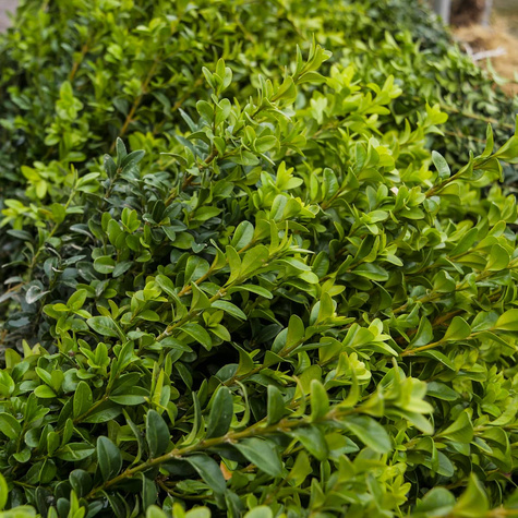 Bukszpan Pospolity Zwyczajny Plant Pack