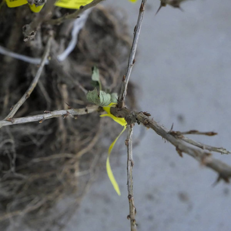 Agrest czerwony krzaczasty START PACK