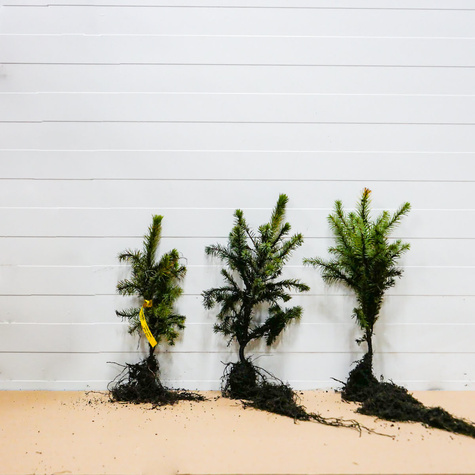 Świerk serbski Plant Pack