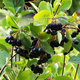 Aronia czarnoowocowa Revontuli Spreader (C2)