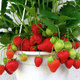 Truskawka Portola pnąca, wisząca, powtarzająca FRIGO