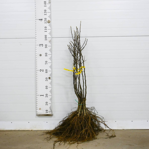 Jabłoń kolumnowa Suncats START PACK