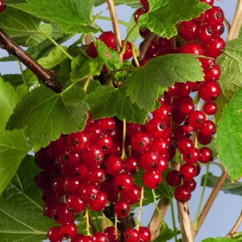 Porzeczka czerwona Jonkheer Van Tets w balocie