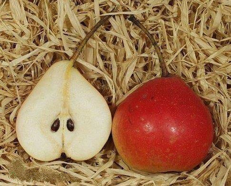 Grusza typu Radana START PACK