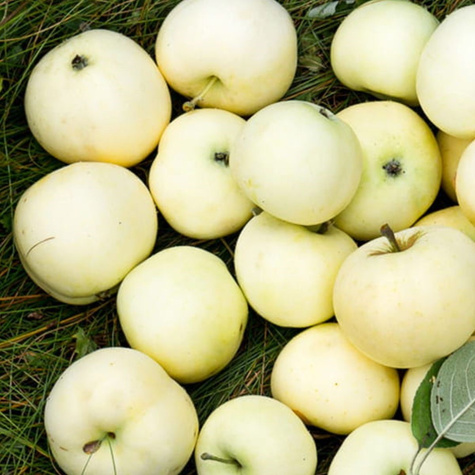 Duo Jabłoń Czerwona i Żółta papierówka START PACK