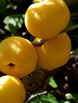 Pigwowiec japoński Maksym sadzonki w doniczce