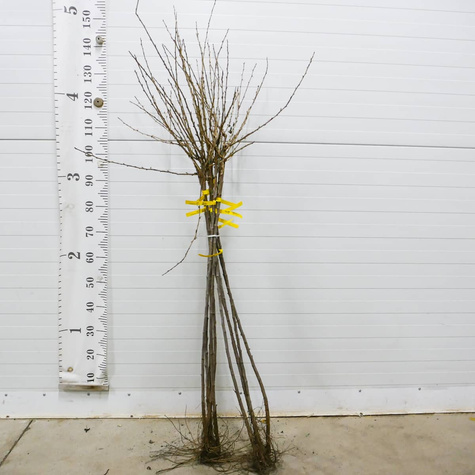 Agrest czerwony Krasnosłowiański na pniu w balocie