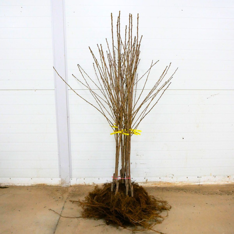 Czereśnia Bladoróżowa Miodówka Jasna START PACK