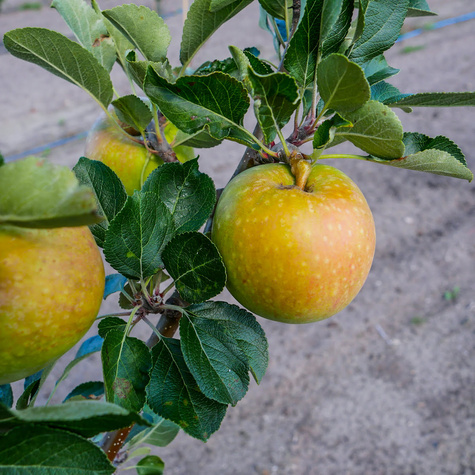 Jabłoń Lired START PACK