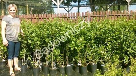 Aronia Czarna Czarnowocowa sadzonki