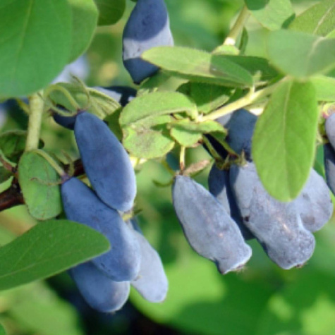 Jagoda kamczacka Wołoszebnica