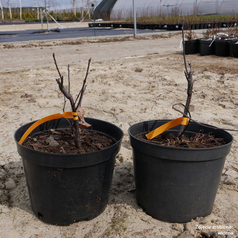 Czeremcha pospolita Colorata NP C3