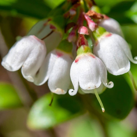Borówka amerykańska Lateblue późna
