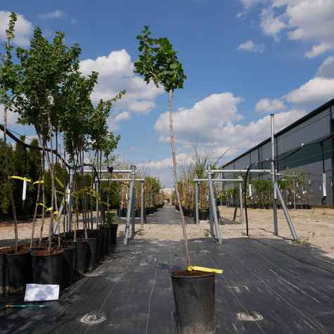 Agrest czerwony Niesłuchowski na pniu w doniczce