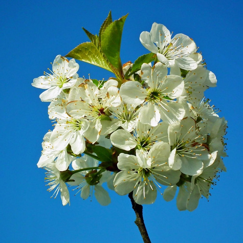 Czereśnia Wera START PACK