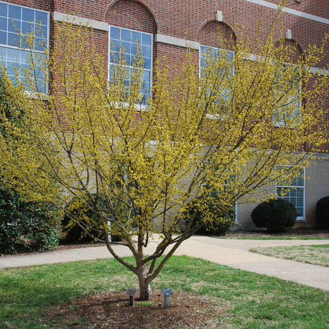 Dereń jadalny Golden Glory