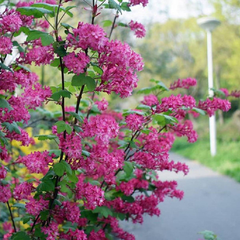 Porzeczka krwista (C2)