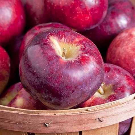 Jabłoń Dark Ligol w doniczce