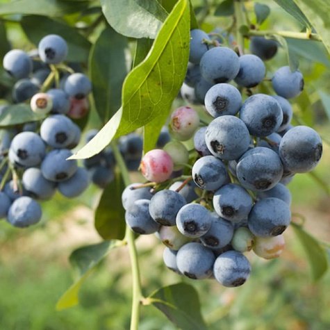 Borówka amerykańska Duke