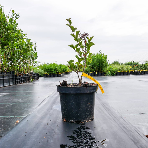 Lilak Meyera Bez Palibin Bardzo pachnący (C2)