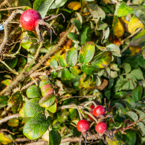 Róża pomarszczona na dżemy Plant Pack
