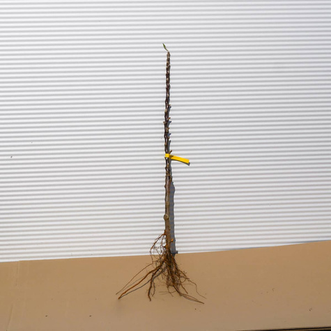 Jabłoń kolumnowa Słodka Korona Zone Zonete START PACK