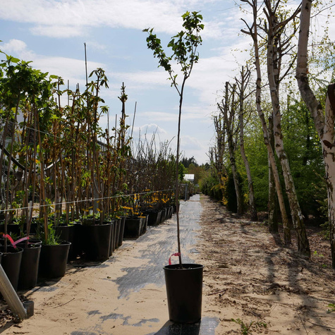 Porzeczka czarna Titania na pniu w doniczce