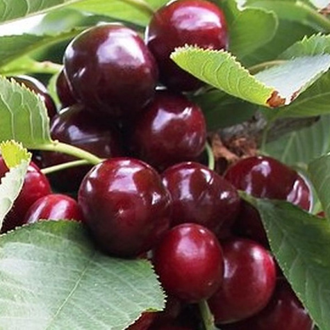 Czereśnia Simona START PACK