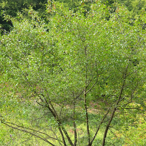 Kruszyna Miododajna Plant Pack
