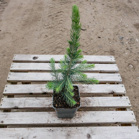 Świerk kłujący Kaibab (C2)