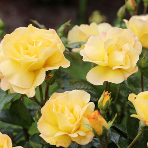 Róża wielkokwiatowa Żółta Arthur Bell Gold w balocie