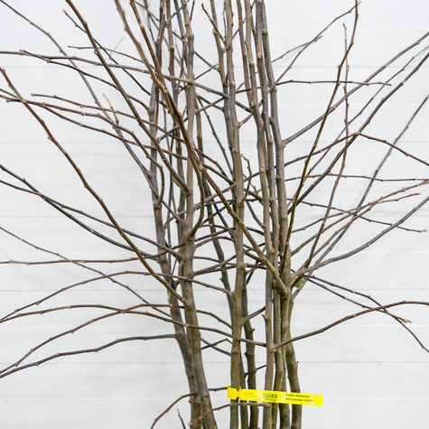 Jabłoń Malinowa Oberlandzka START PACK