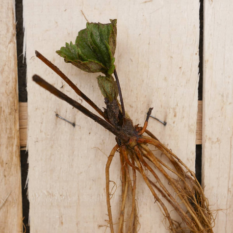 Truskawka Ostara poziomkowa pnąca wisząca powtarzająca FRIGO