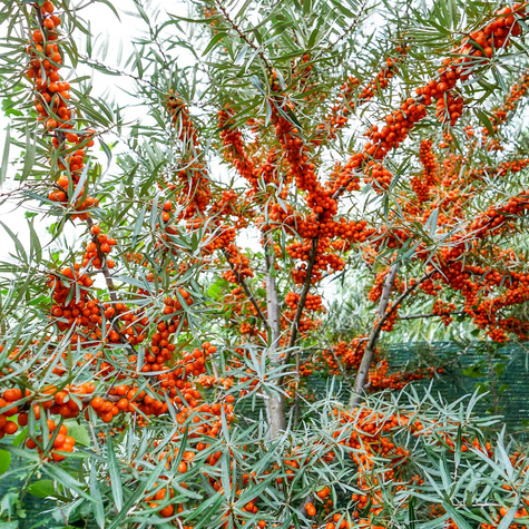 Rokitnik pospolity Hippophae rhamnoides w doniczce