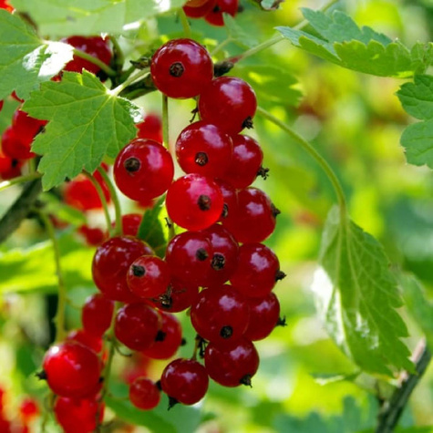 Porzeczka czerwona na pniu w doniczce