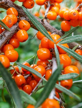 Rokitnik pospolity Botaniczeskaja żeńska