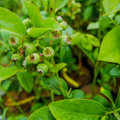 Borówka amerykańska DUKE wczesna (C2)