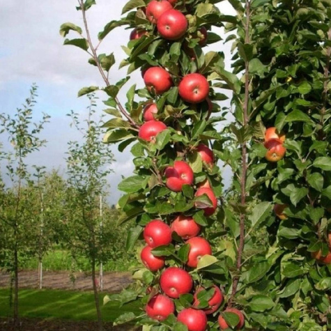 Jabłoń kolumnowa Promyk Słońca
