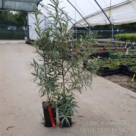 Rokitnik pospolity Moskwiczka żeńska